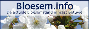 www.bloesem.info